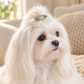 Activemere Sage Green Oval Pet Hair Clip with Silver-Tone Snap Clip